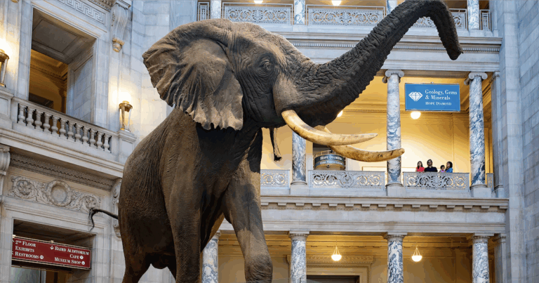 Trump Slams Smithsonian: “Woke Is Broke”